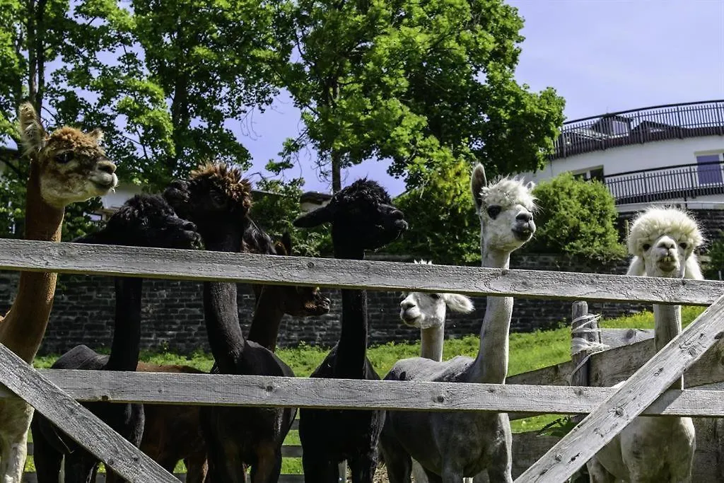 Bauernhof Villa Alpakahof Wechs Bad Hindelang